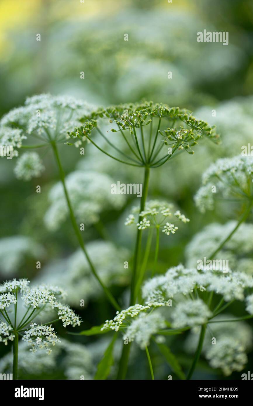 Apiaceae-Pflanzen (Numbellifere), weiße Blüten, verschwommener natürlicher Hintergrund, Natur, Finnland Stockfoto