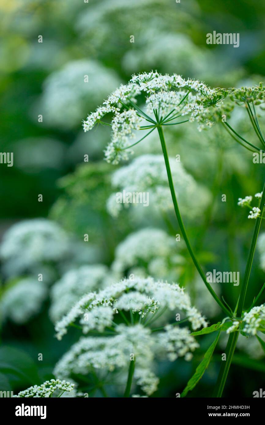 Apiaceae-Pflanzen (Numbellifere), weiße Blüten, verschwommener natürlicher Hintergrund, Natur, Finnland Stockfoto