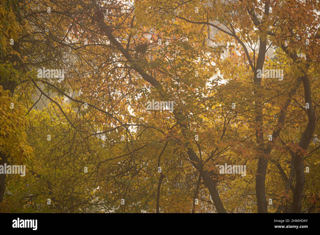 Laubbaum in Herbstfarben an einem nebligen Morgen im September, Natur im Herbst Stockfoto