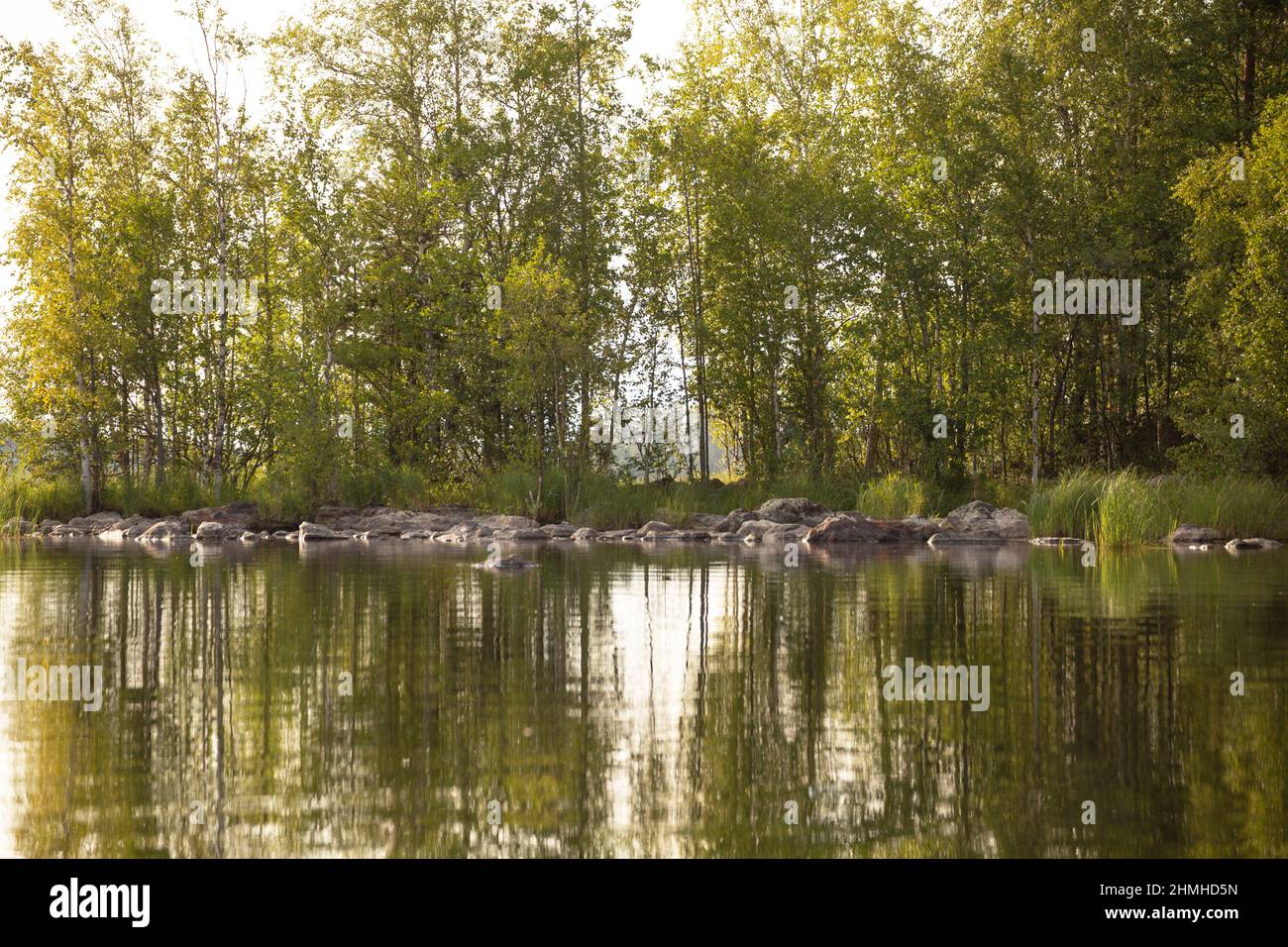 Ruhige Natur, Baumspiegelung auf der Seenoberfläche, Finnland Stockfoto