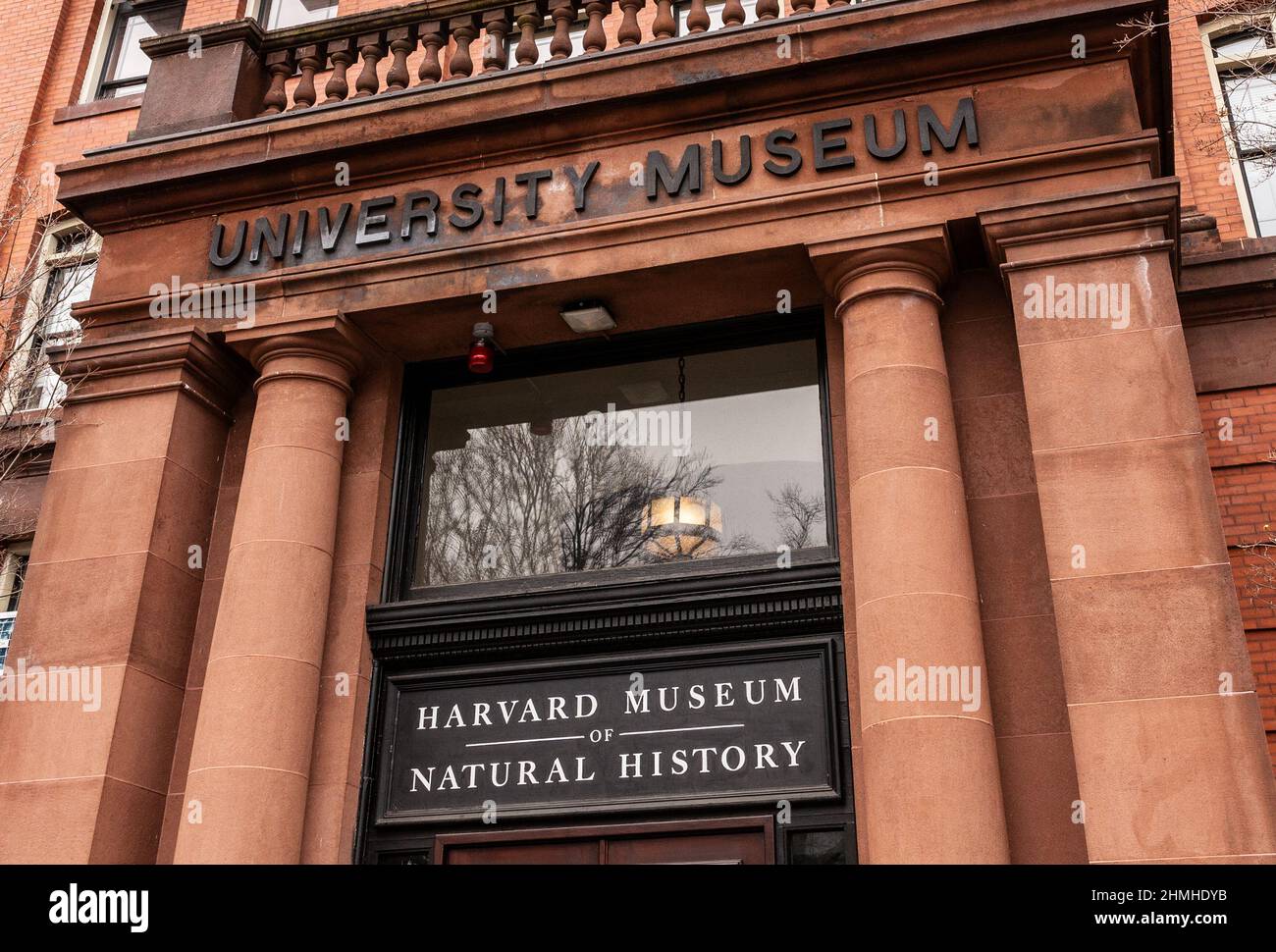 Cambridge, Massachusetts, USA - 8. Februar 2022: Das Harvard Museum of Natural History befindet sich im Gebäude des University Museums. Stockfoto