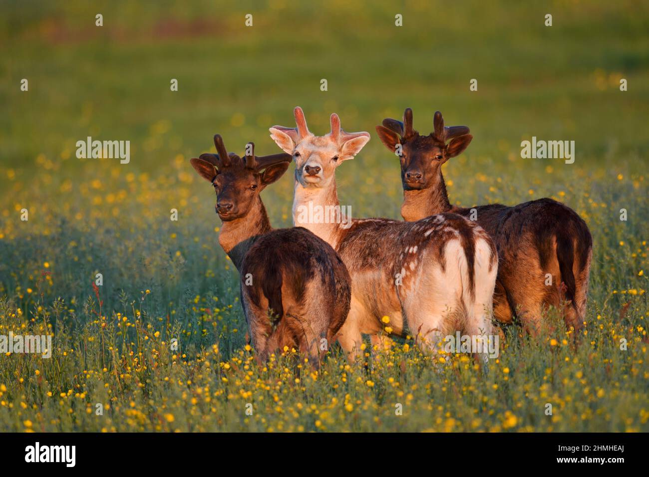 Damwild (Dama dama), Damwild auf einer Blumenwiese, Zeeland, Niederlande Stockfoto