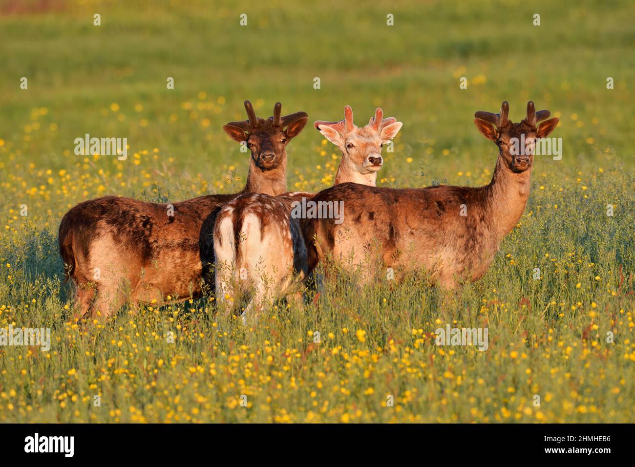 Damwild (Dama dama), Damwild auf einer Blumenwiese, Zeeland, Niederlande Stockfoto