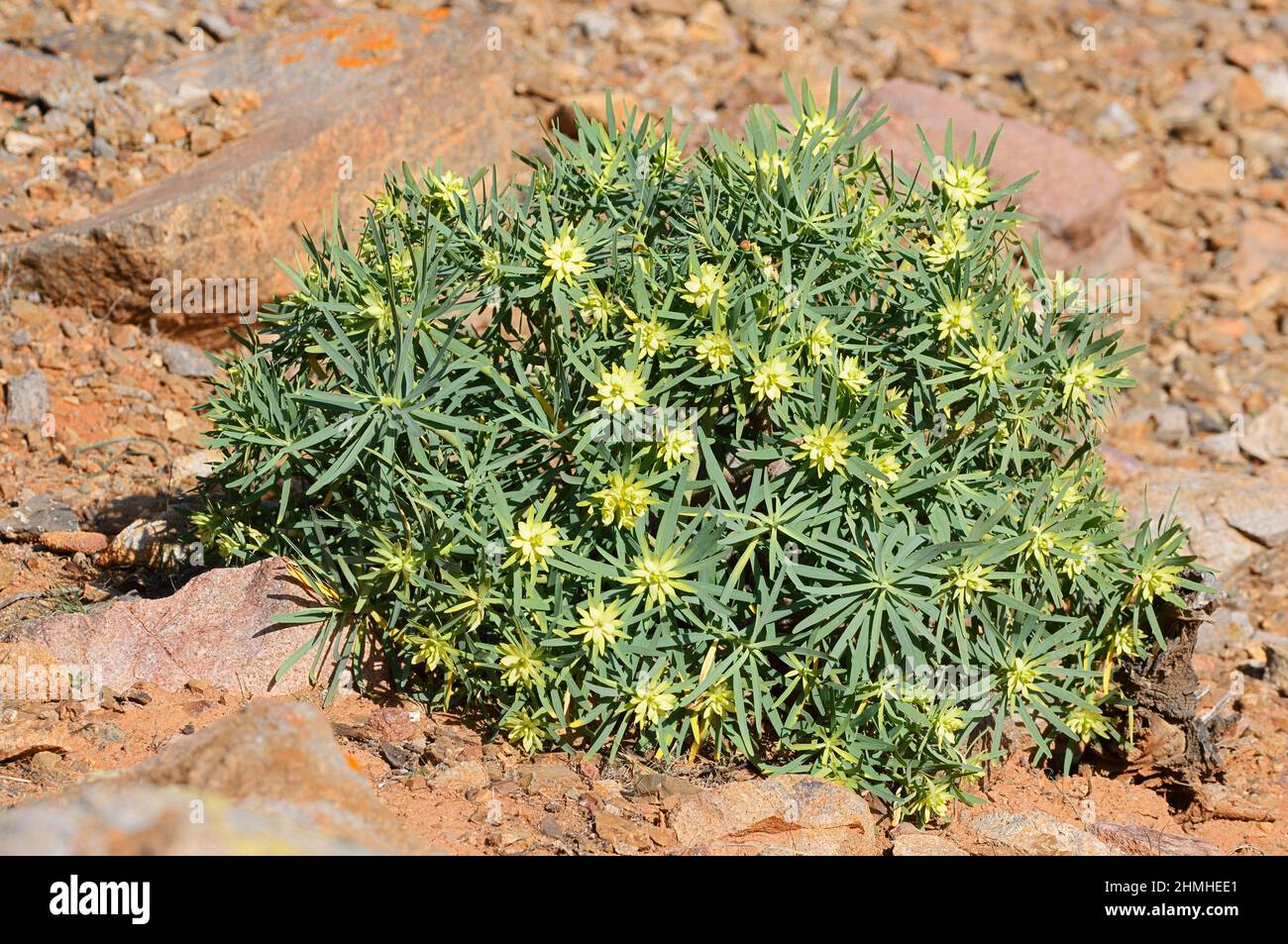 King Juba Spurge (Uphorbia regis-jubae), Fuerteventura, Kanarische Inseln, Spanien Stockfoto