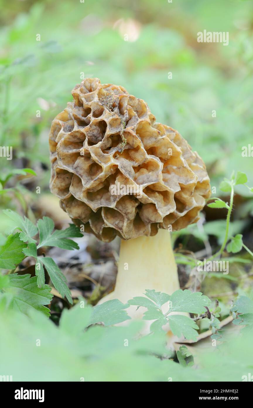 Morel (Morchella esculenta), Nordrhein-Westfalen, Deutschland Stockfoto