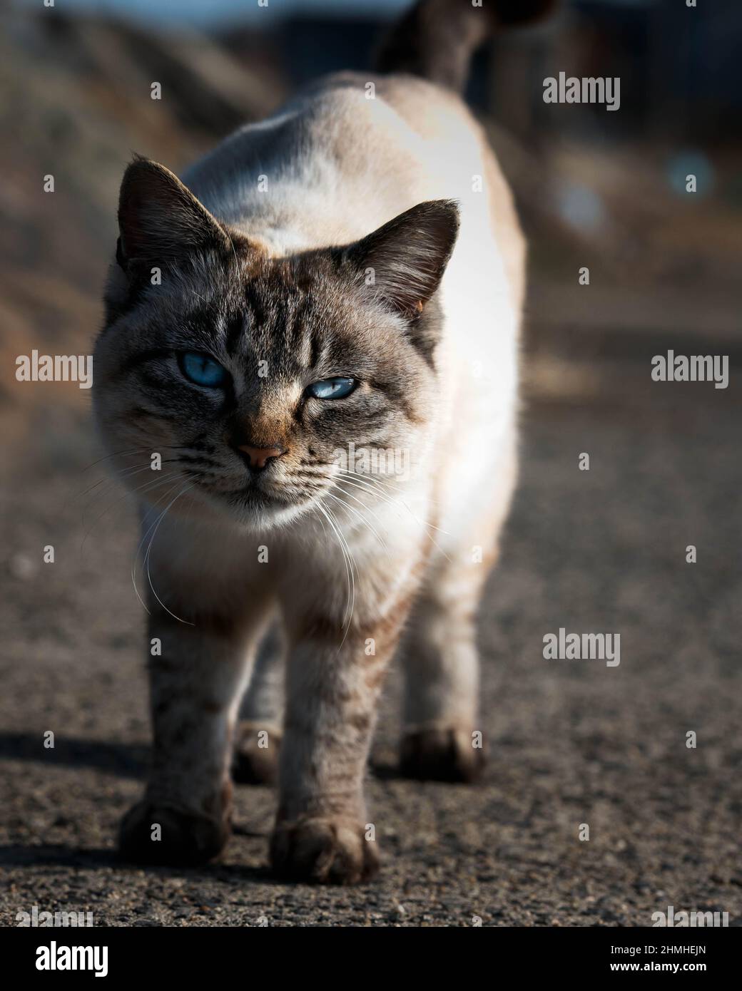 Eine streunende oder wilde Katze mit blauen Augen starrt auf die Kamera Stockfoto