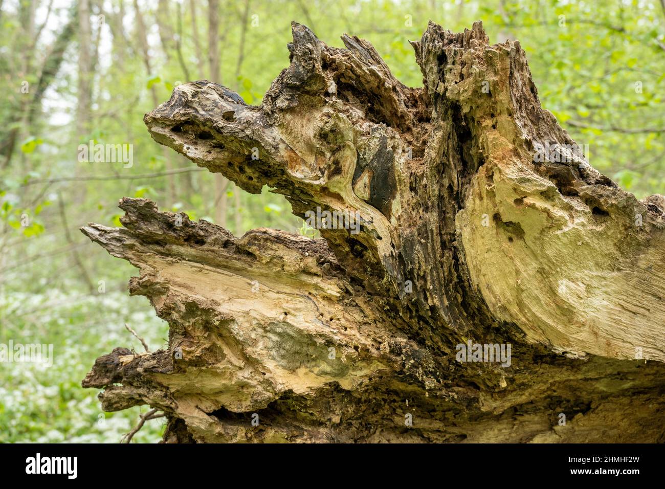 Verwitterter Baumstumpf. Stockfoto