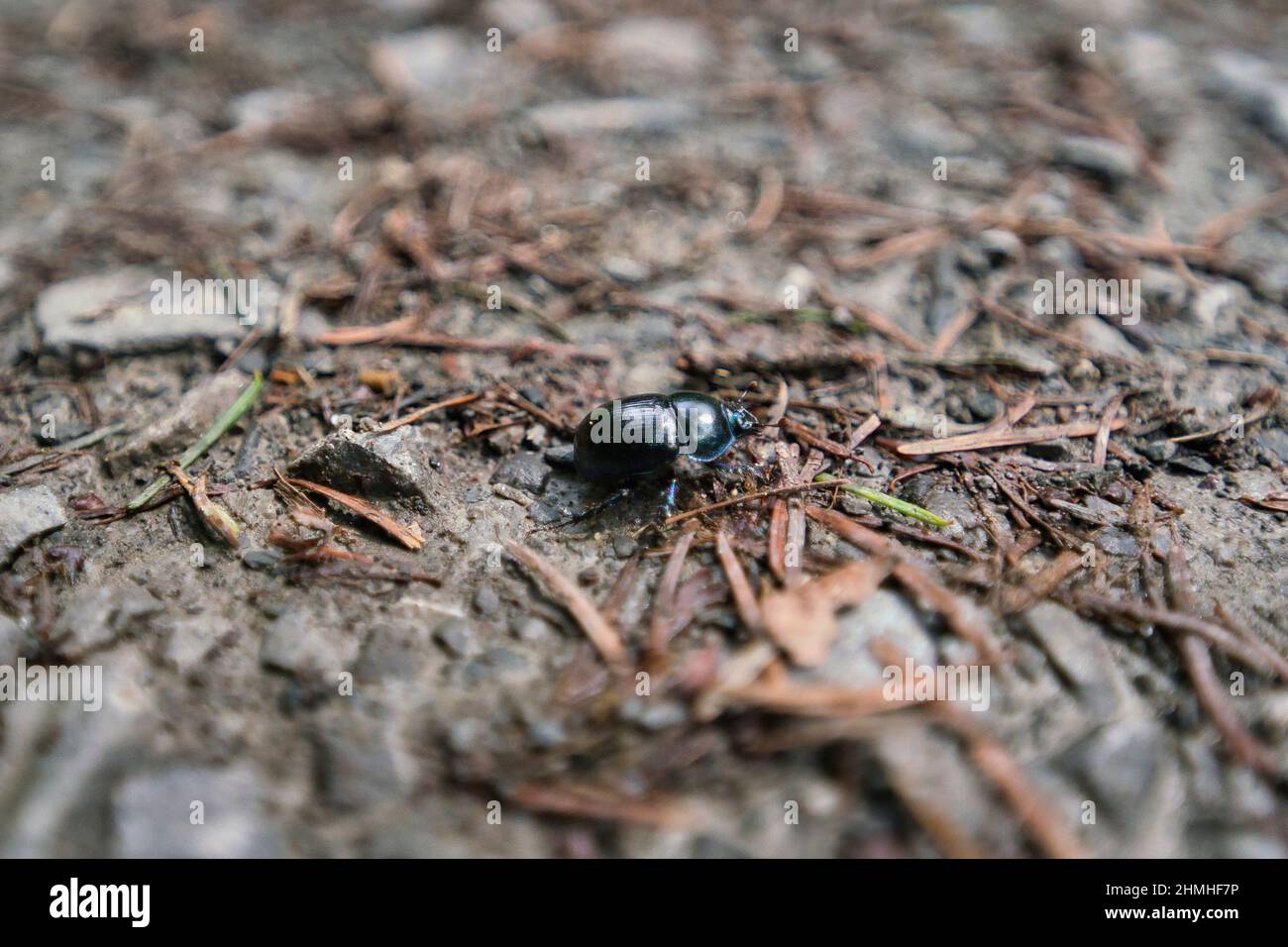 Ein Blauschwarzer Käfer anoplotrupes stercorosus im Naturwald Stockfoto