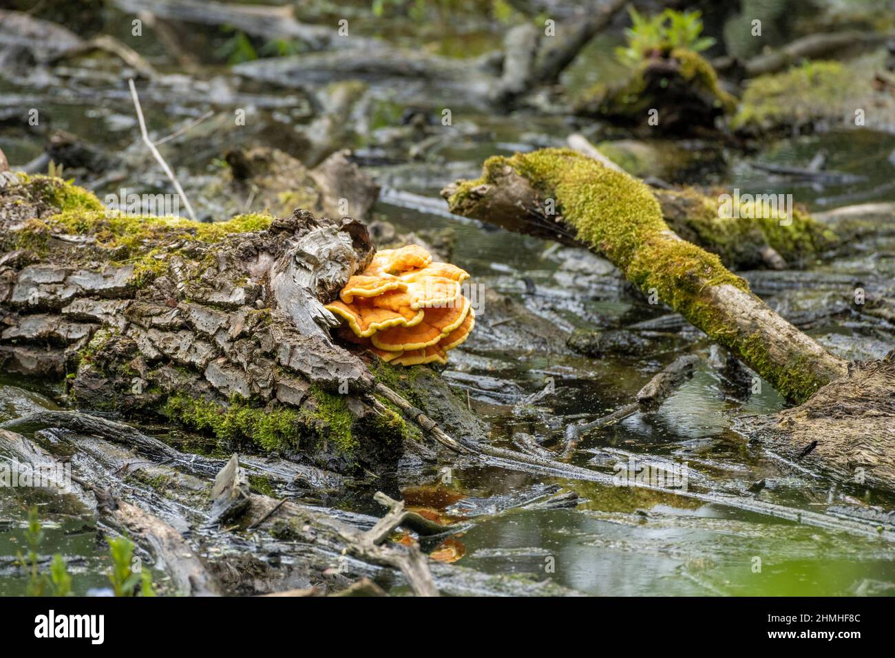 Schwefel Porling (Laetiporus sulfureus). Stockfoto