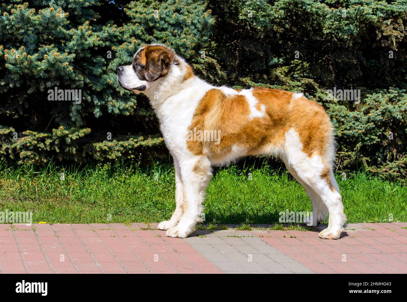 Moscow Watchdog im Profil. Moscow Watchdog befindet sich im Stadtpark. Stockfoto