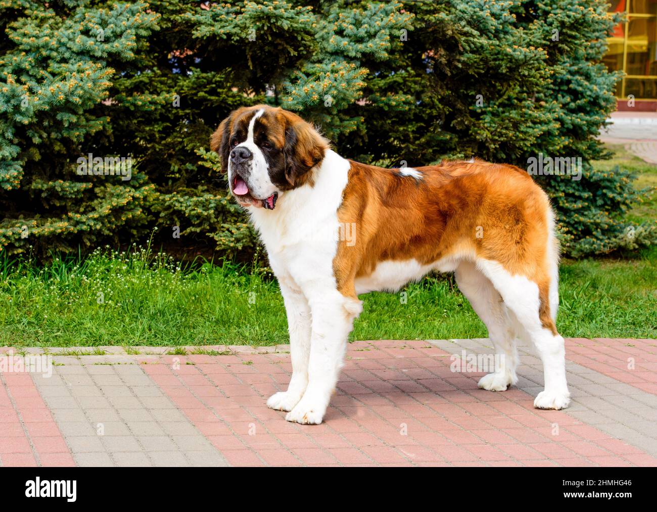 Moscow Watchdog schaut beiseite. Moscow Watchdog befindet sich im Stadtpark. Stockfoto