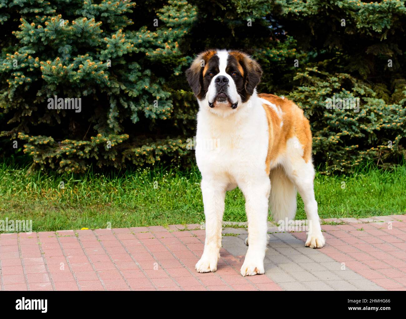 Moscow Watchdog mit Sinn für Stolz. Moscow Watchdog befindet sich im Stadtpark. Stockfoto