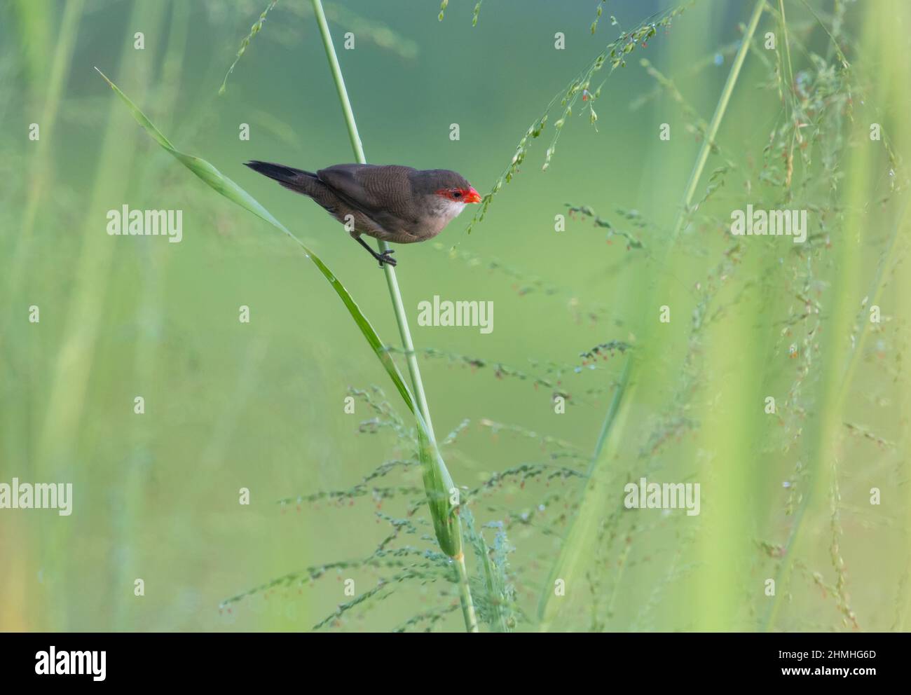 Kleiner gewöhnlicher Seidenschnabel-Vogel, Estrilda astrild, der Samen von hohem Schilf und Gras auf einem Feld frisst. Stockfoto