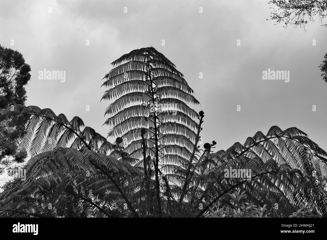 Schwarzer Baumfarn gegen Himmel Neuseeland Stockfotografie - Alamy