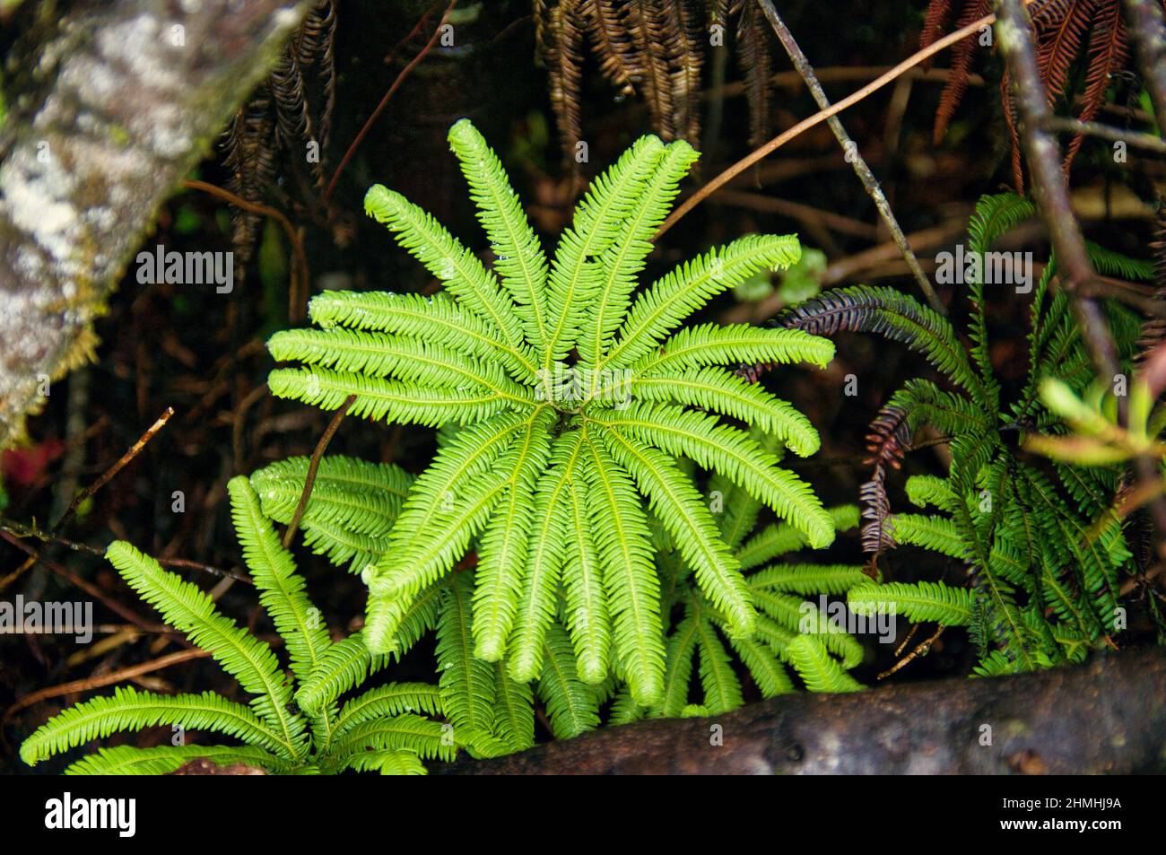 Ein Regenschirmfarn (Sticherus cunninghamii), ein neuseelndischer Farn,  vor dunklem Hintergrund in einem Wald auf der Nordinsel Stockfotografie -  Alamy