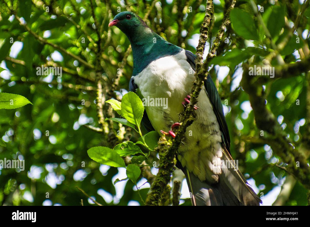 Eine Kereru (Hemiphaga novaeseelandiae) oder neuseeländische Taube, die größte Taubenart der Welt Stockfoto