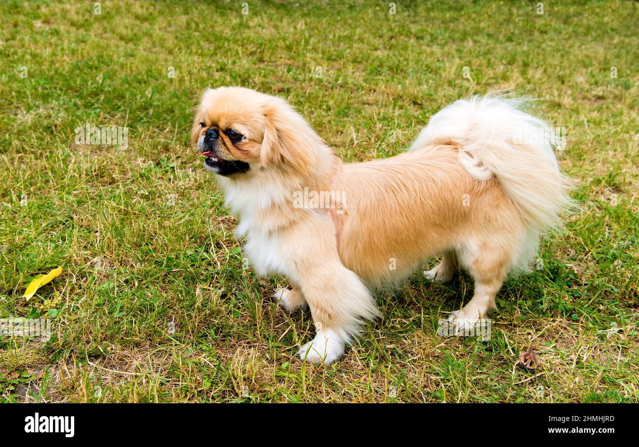 Pekingese-Profil. Pekingese liegt auf dem Rasen im Park. Stockfoto