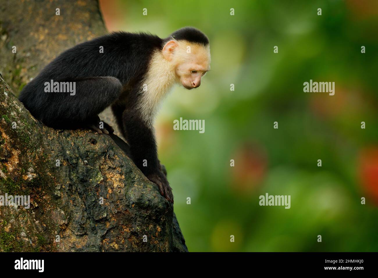 Kapuziner mit weißem Kopf, schwarzer Affe sitzt und schüttelt die Faust auf einem Baumzweig im dunklen tropischen Wald. Tierwelt von Costa Rica. Reise Urlaub in Stockfoto