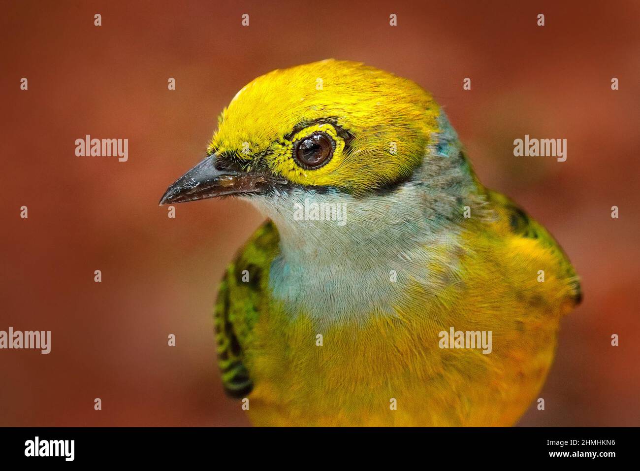 Tangare, detailreich Porträt eines Vogels. Silberkehltanager, Tangara icterocephala, exotisches tropisch-blaues Tanager mit gelbem Kopf, Costa Rica. Gelb und Stockfoto