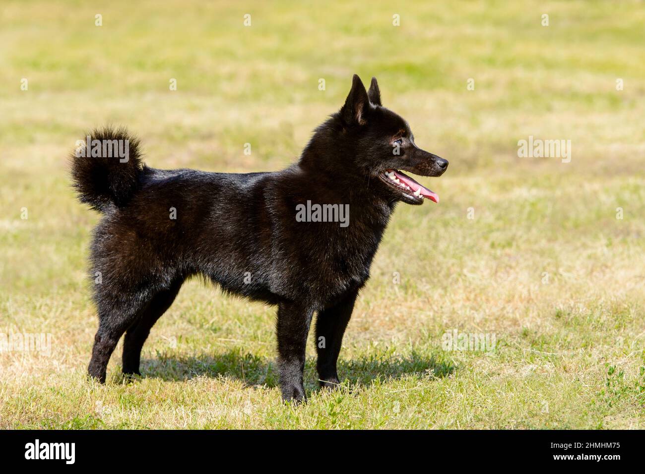 Schipperke blickt nach vorne. Schipperke steht auf dem Gras. Stockfoto