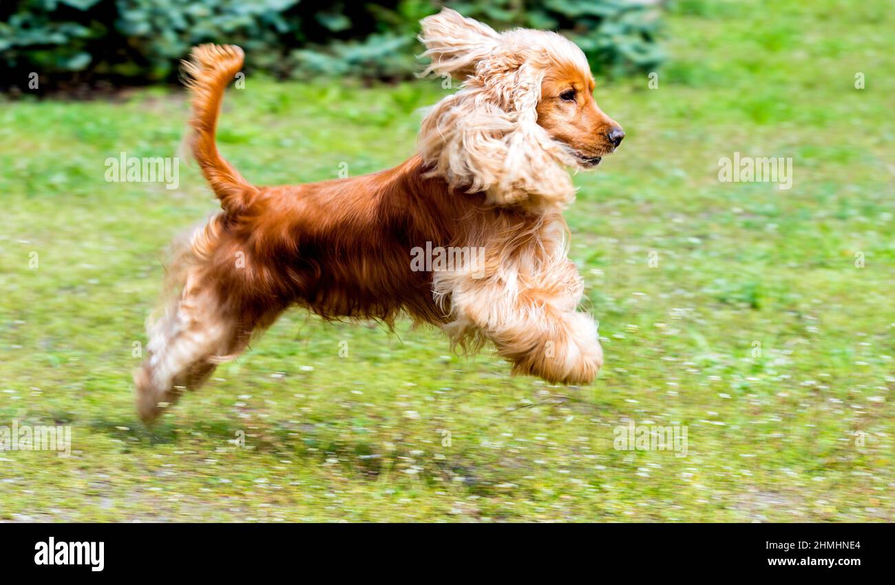 CockerSpaniel Run. Der englische Cocker Spaniel ist auf dem Gras. Stockfoto