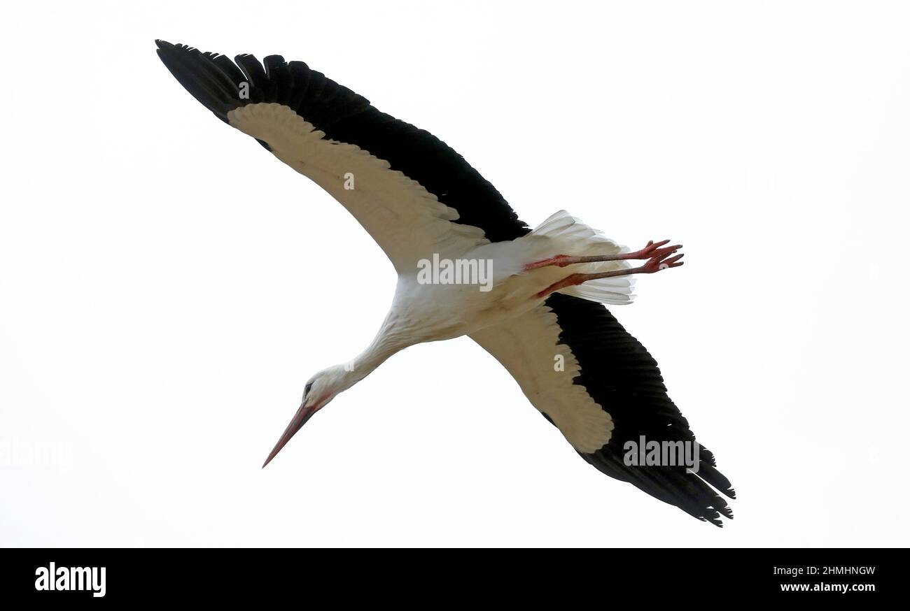 10. Februar 2022, Mecklenburg-Vorpommern, Belitz: Der erste Storch des Jahres in Mecklenburg-Vorpommern ist auf der Nahrungssuche. Er war auch der erste in den Vorjahren, dieses Mal wurde er am 22.01.2022 wieder auf seinem Acker in Belitz bei Teterow (Kreis Rostock) gesehen. Er ist immer noch allein auf dem Feld, die große Masse der Störche im Nordosten wird ab Ende März erwartet. Foto: Bernd Wüstneck/dpa-Zentralbild/dpa Stockfoto