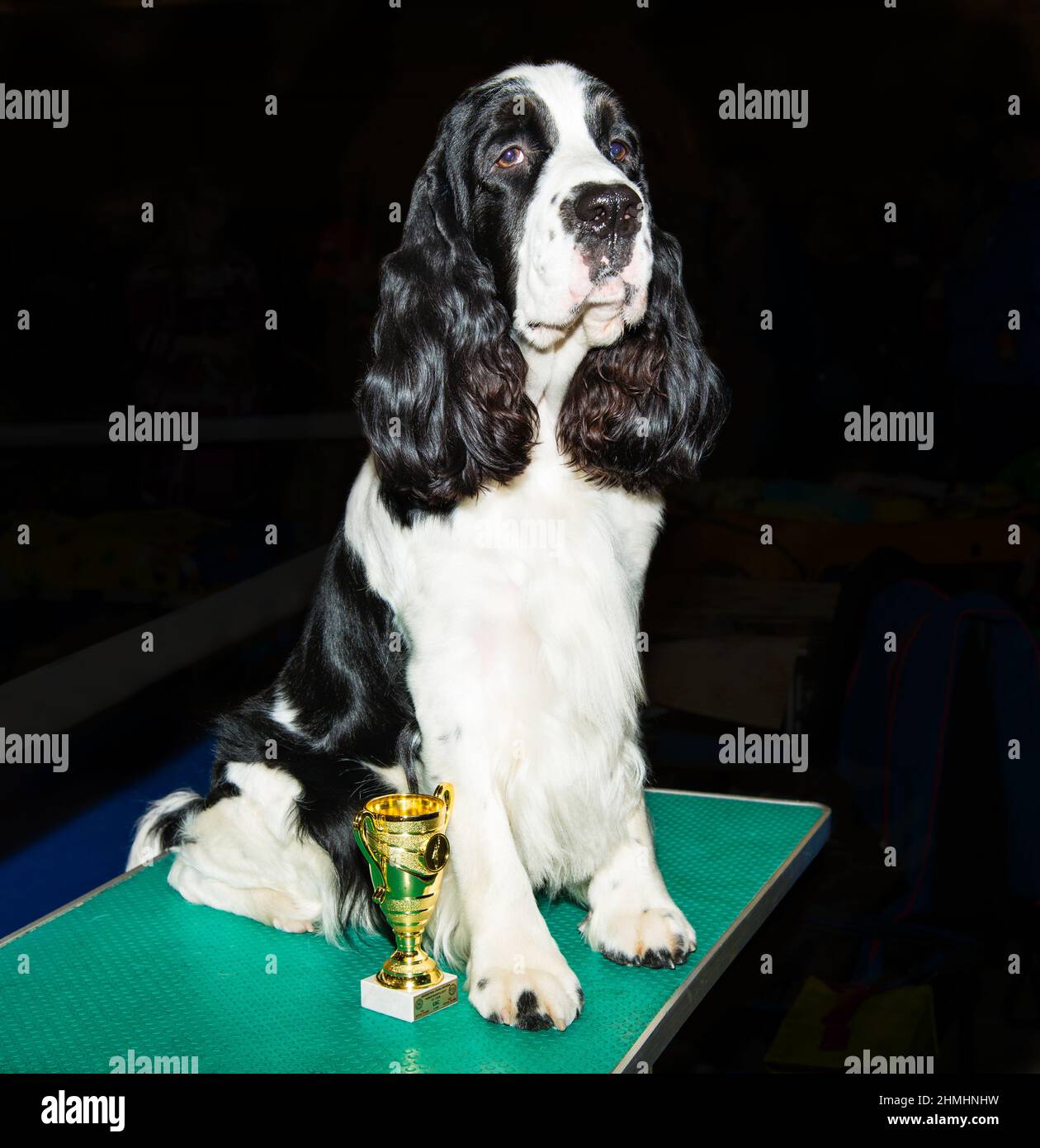 Englisch Cocker Spaniel auf der Show. Der englische Cocker Spaniel sitzt auf dem Tisch. Stockfoto