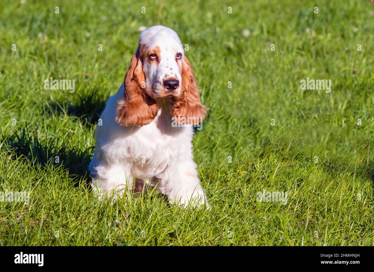 Englisch Cocker Spaniel Welpe Sitze. Der englische Cocker Spaniel ist auf dem Gras. Stockfoto