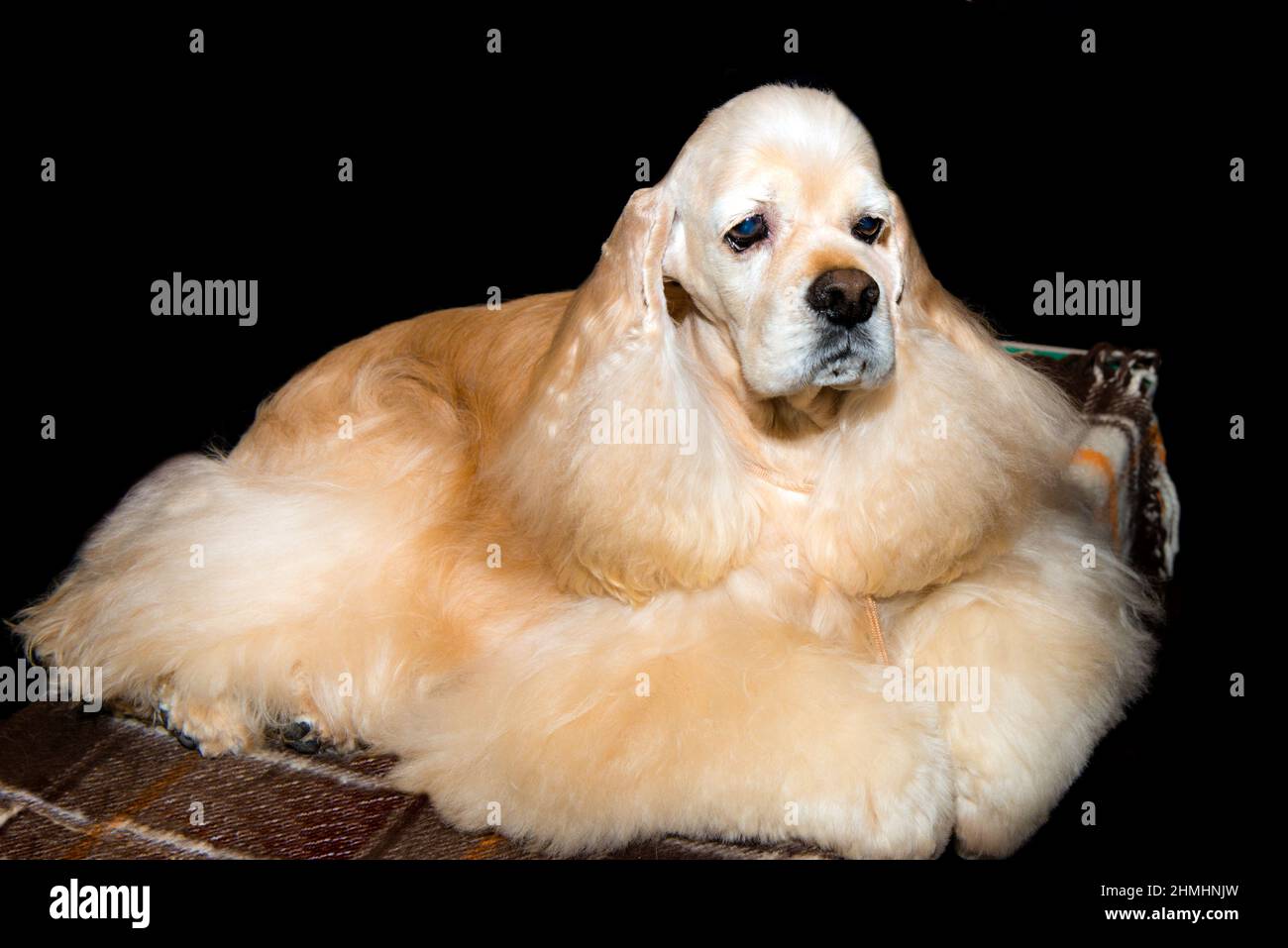 Englisch Cocker Spaniel entspannt sich. Der englische Cocker Spaniel ist auf dem Gras. Stockfoto
