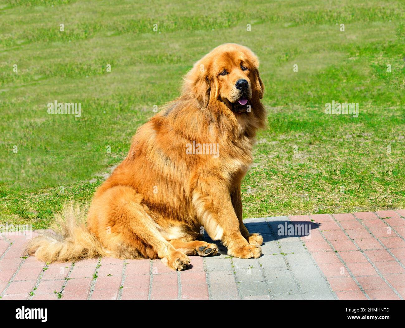 Tibetischer Mastiff Schäferhund Stockfotos und -bilder Kaufen - Alamy