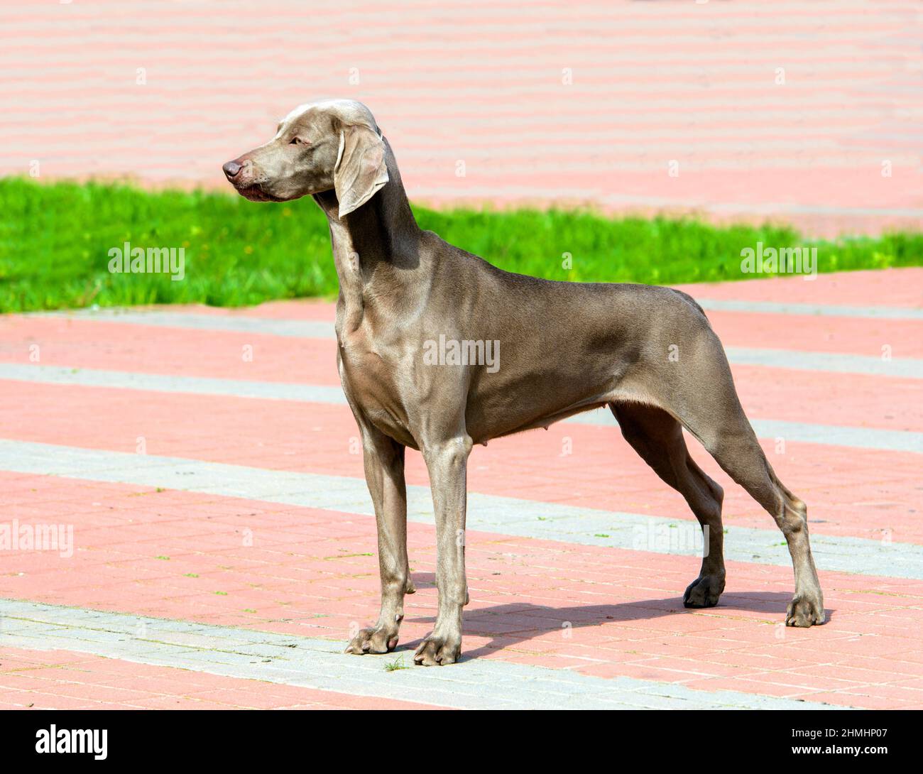 Weimaraner im Profil. Das Weimaraner liegt im Stadtpark. Stockfoto