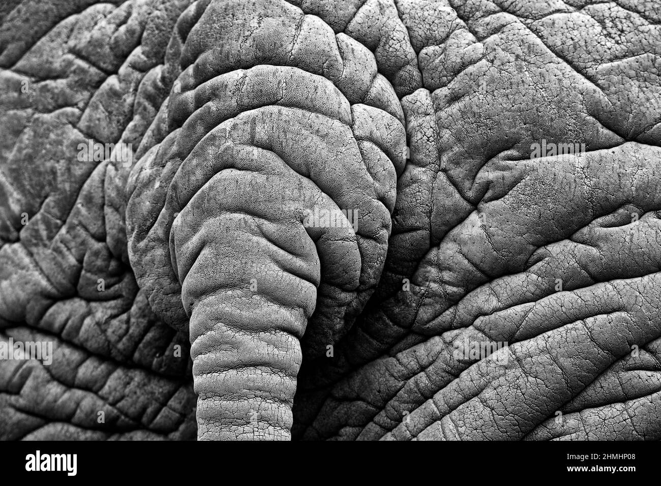 Detail eines großen Elefanten. Wildlife-Szene aus der Natur. Kunstansicht auf die Natur. Nahaufnahme des Großsäugers, Etosha NP, Namibia in Afrika. Detail von w Stockfoto