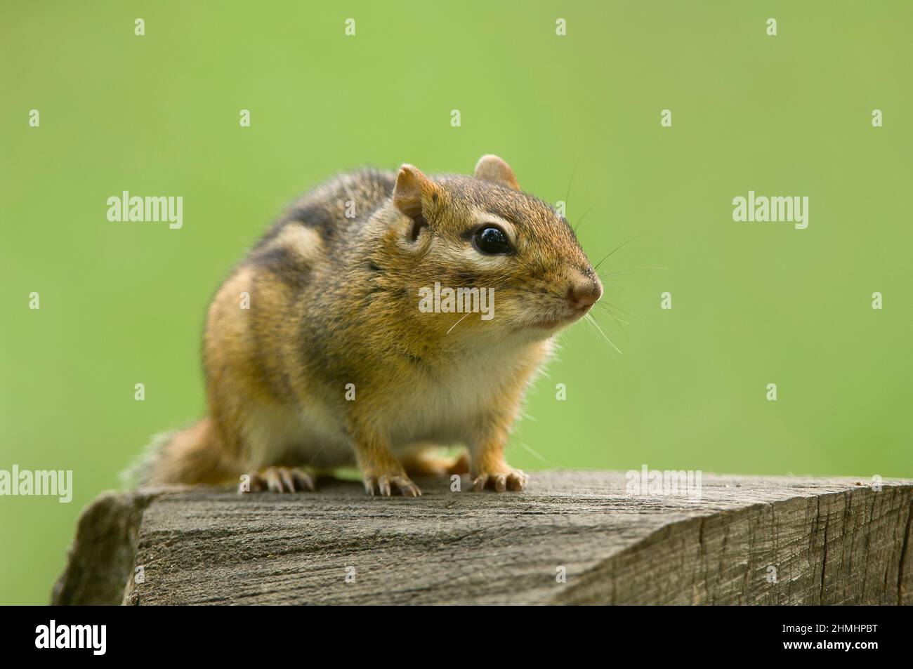 Eastern Chipmunk (Tamias striatus) auf der Suche nach einem Snack, Michigan, USA Stockfoto