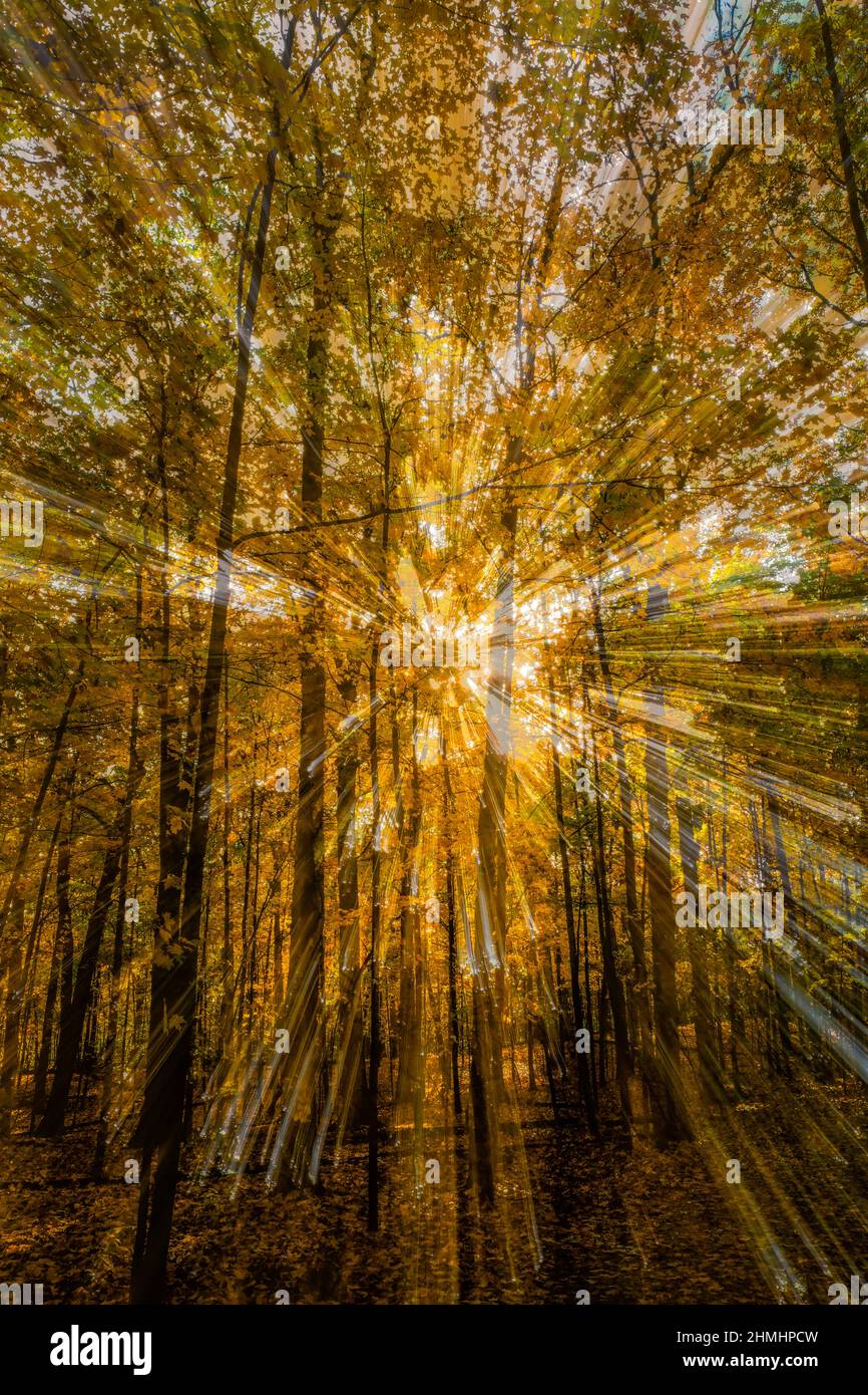 Leuchtendes Licht, das im Herbst im West Bloomfield Nature Preserve im Südosten von Michigan, USA, durch Bäume leuchtet Stockfoto
