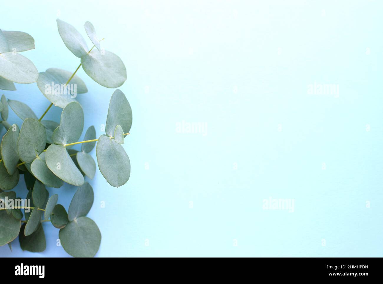 Eukalyptuszweige auf hellblauem Hintergrund Flat Lay, Draufsicht. Floraler Hintergrund. Stockfoto