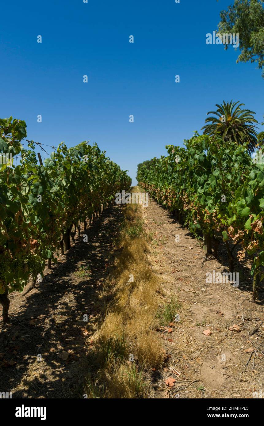 Frau pflückt/hält Weintrauben im Weinberg Stockfoto