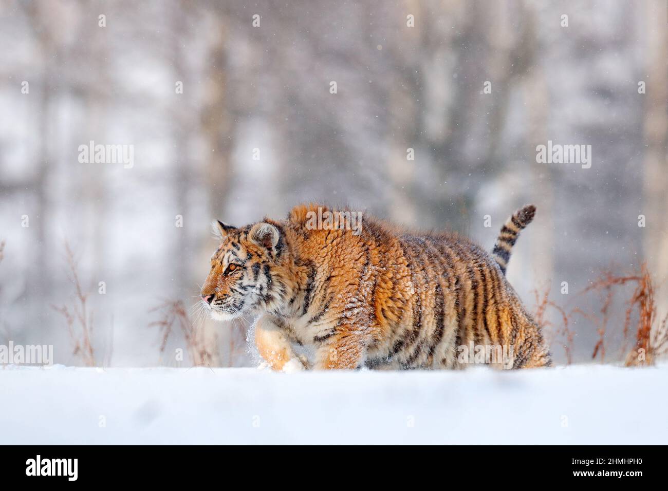 Tiger in wilder Winternatur, Laufen im Schnee. Sibirischer Tiger, Panthera tigris altaica. Action Wildlife-Szene mit gefährlichen Tieren. Kalter Winter in Stockfoto