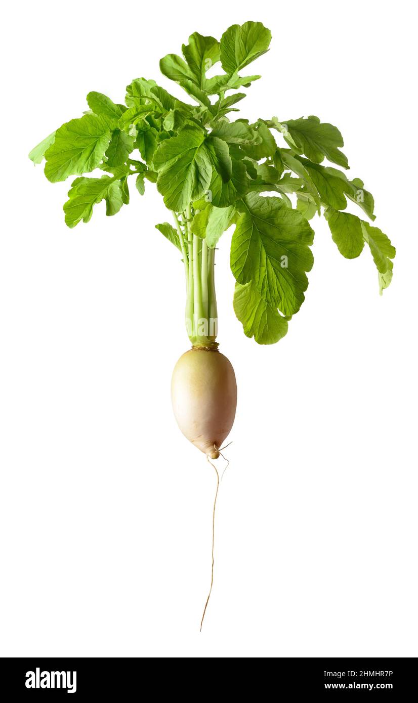 Frische weiße Rettichpflanze mit Blättern, essbares und gesundes Wurzelgemüse isoliert auf weißem Hintergrund Stockfoto