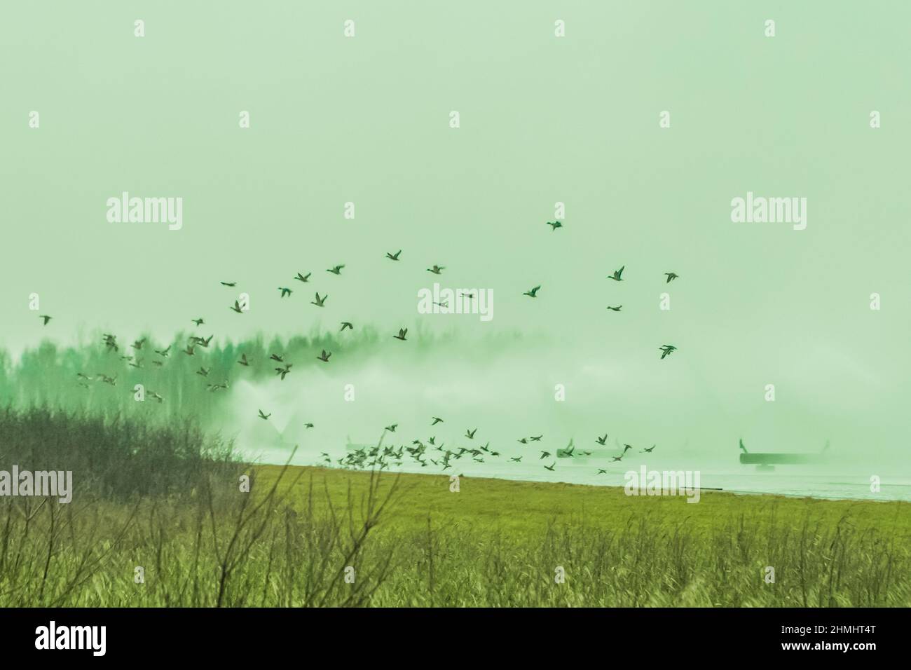 Vögel Tiere verlassen und fliegen weg von einer verschmutzten giftigen radioaktiven Zone im Feld. Stockfoto