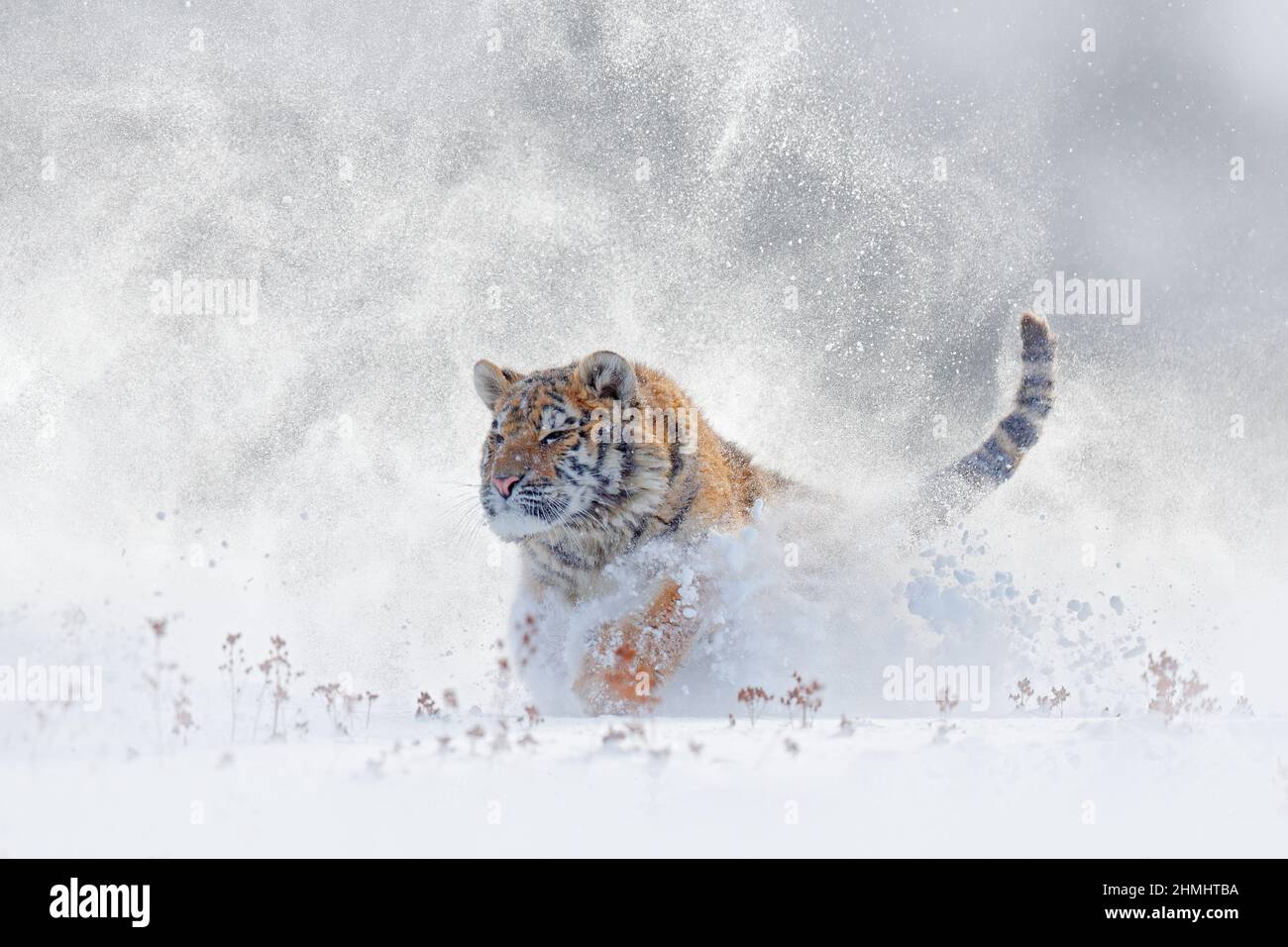 Tiger in wilder Winternatur, Laufen im Schnee. Sibirischer Tiger, Panthera tigris altaica. Schneeflocken mit Wildkatze. Action Wildlife Szene mit Gefahr Stockfoto
