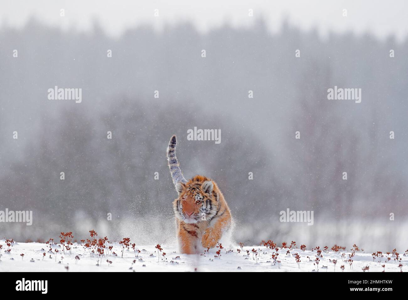 Tiger, kalter Winter in der Taiga, Russland. Schneeflocken mit wilder Amur-Katze. Tiger Schnee laufen in wilden Winter Natur. Sibirischer Tiger, Panthera tigris altaica. A Stockfoto