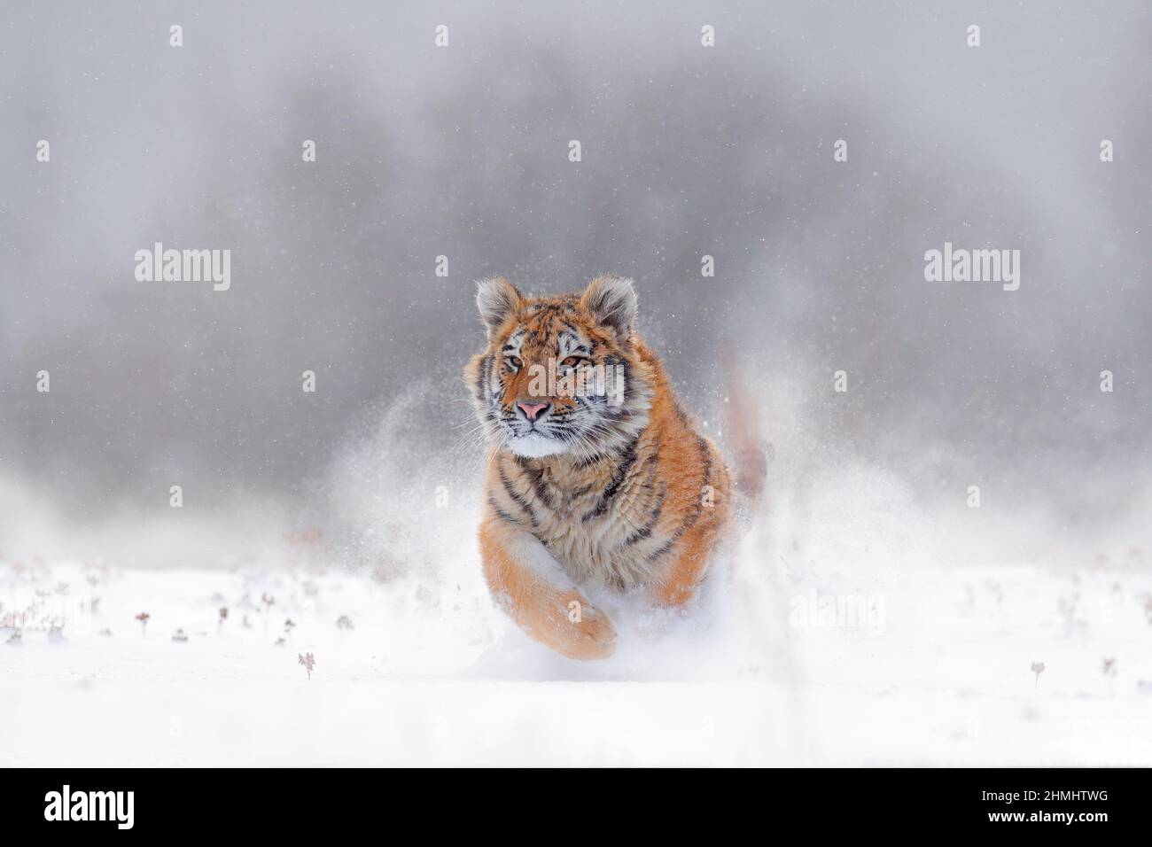 Tiger, kalter Winter in der Taiga, Russland. Schneeflocken mit wilder Amur-Katze. Tiger Schnee laufen in wilden Winter Natur. Sibirischer Tiger, Panthera tigris altaica. A Stockfoto