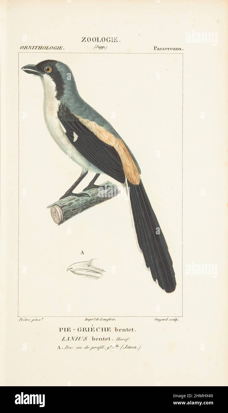 Atlas de zoologie- Langschwanzwürger oder Rotrückenwürger (Lanius schach) Stockfoto