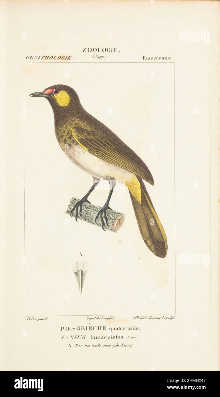 Atlas de zoologie- lanius bimaculatus, orangerote Bulbul (Pycnonotus bimaculatus Stockfoto