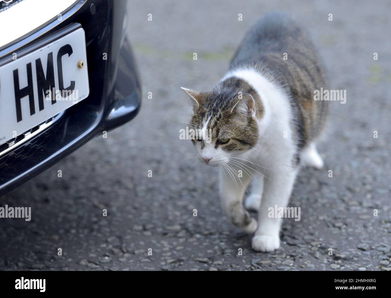 Larry the Cat - seit 2011 Chief Mouser im Kabinett - in Downing Street, Januar 2022 Stockfoto