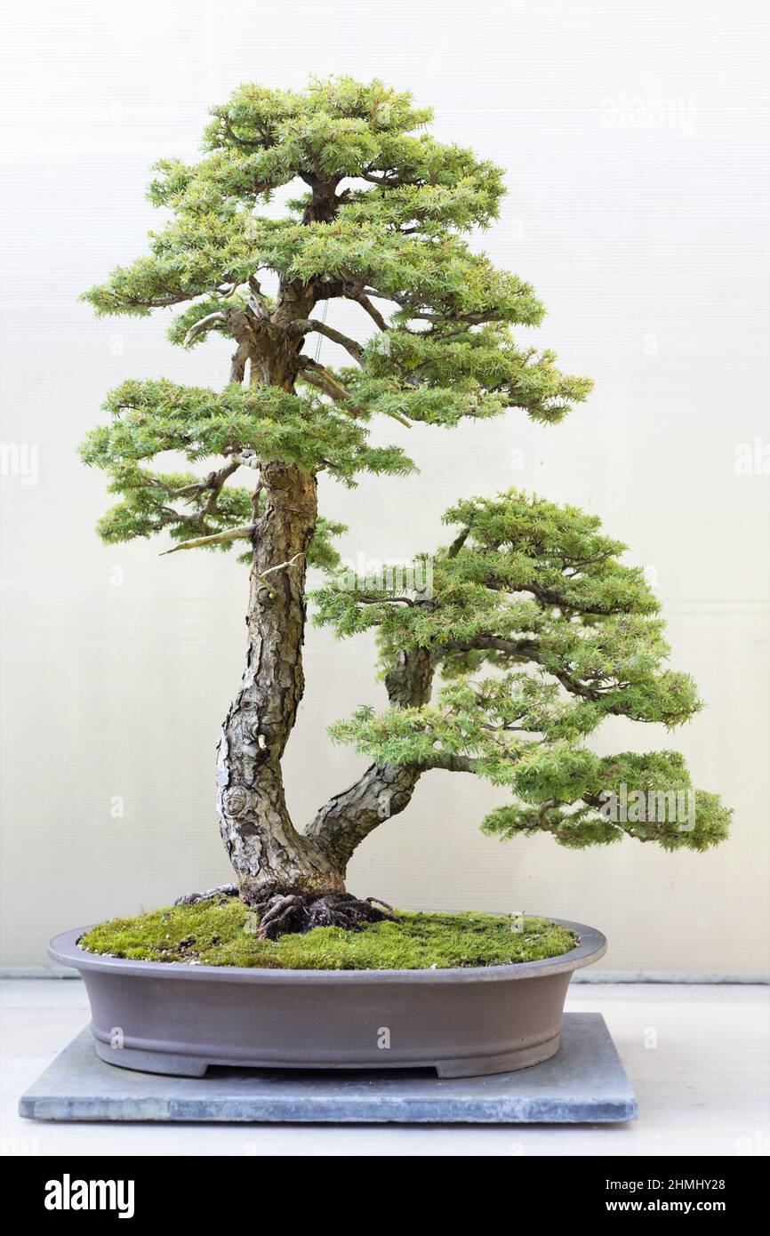 WESTERN Hemlock Bonsai Baum im Pacific Bonsai Museum in Federal Way, Washington. Stockfoto