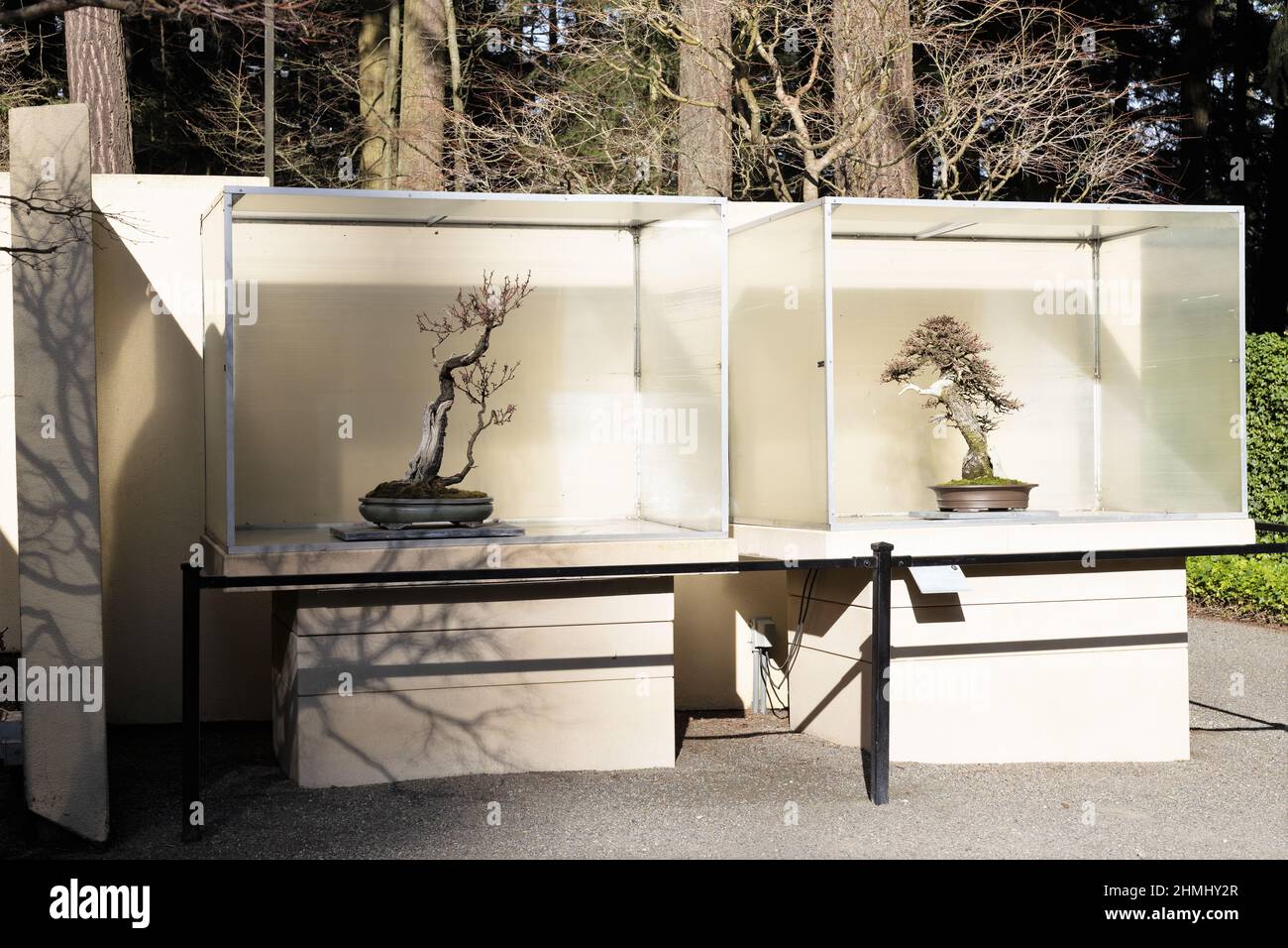 Bonsai-Bäume werden im Pacific Bonsai Museum in Federal Way, Washington, ausgestellt. Stockfoto