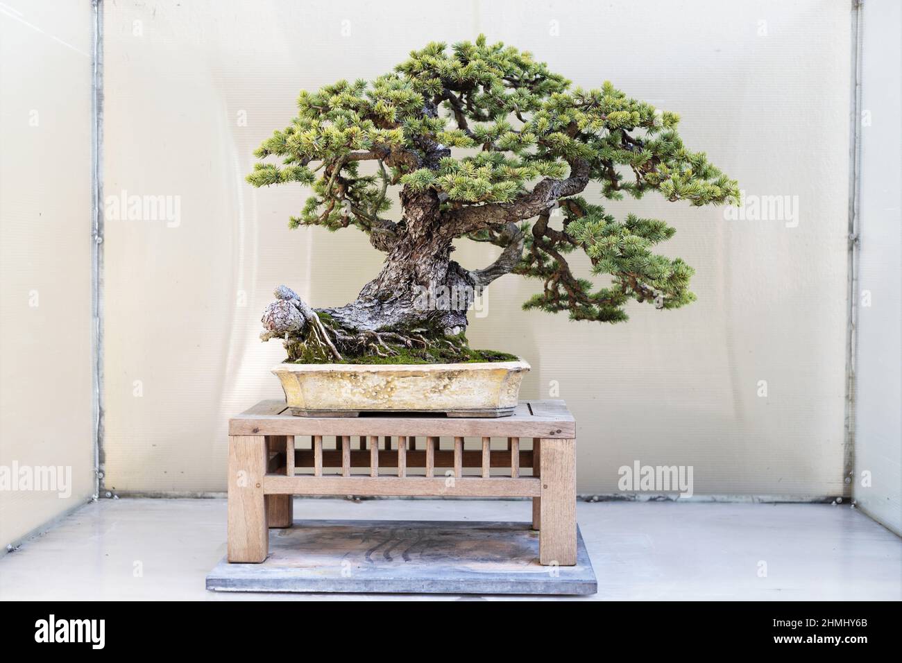 Picea bonsai -Fotos und -Bildmaterial in hoher Auflsung  Alamy