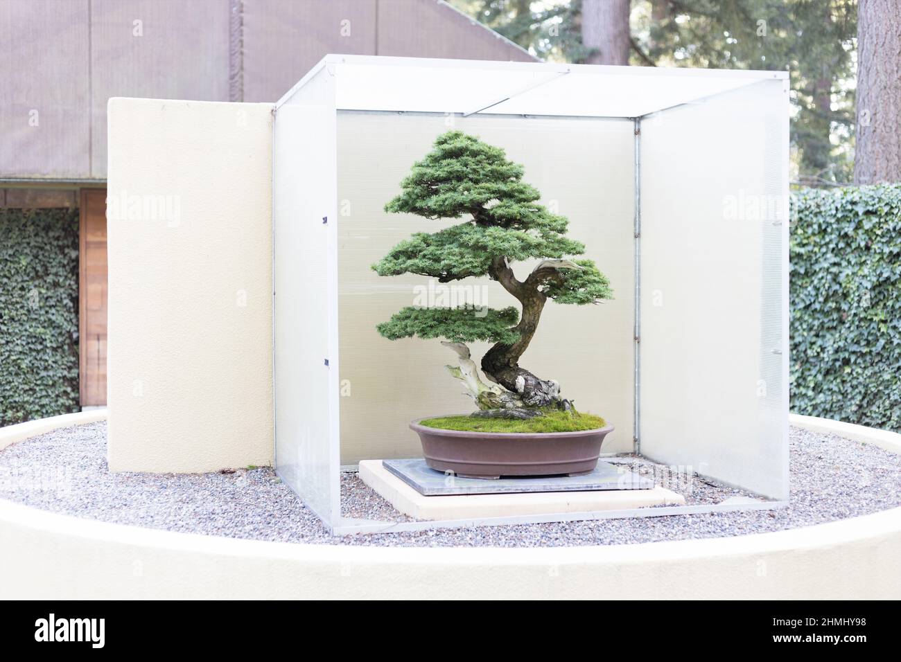 WESTERN Hemlock Bonsai wird im Pacific Bonsai Museum in Federal Way, Washington, ausgestellt. Stockfoto