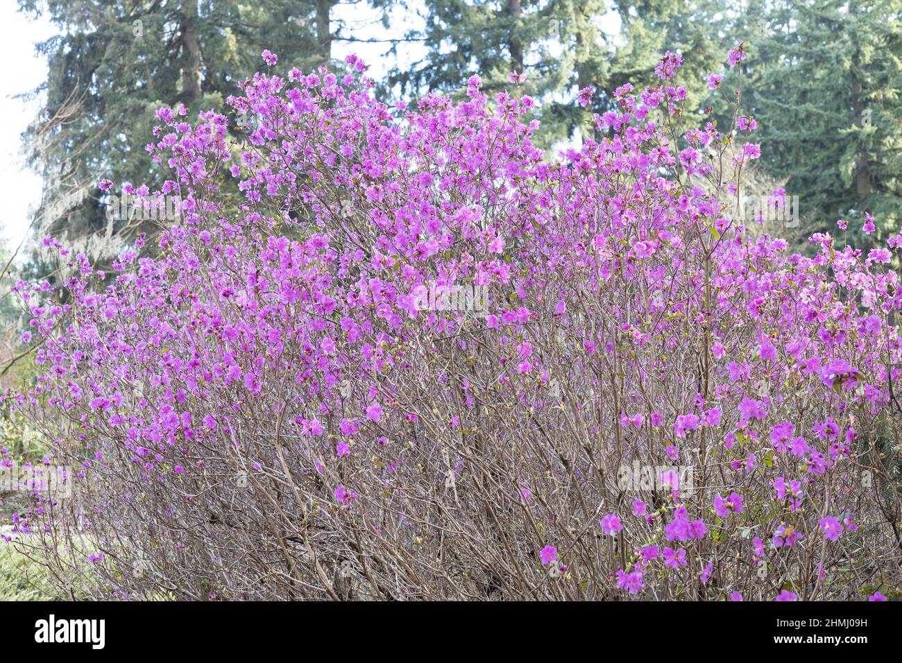 Rhododendron dauricum „Mid-Winter“. Stockfoto